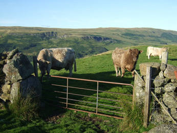 Cattle at Sheepfold above Fintry, © Chris Upson <a href='https://commons.wikimedia.org/wiki/File:Cattle_at_Sheepfold_above_Fintry_-_geograph.org.uk_-_538645.jpg'target='_new'>Wikimedia Commons</a> The Economy I